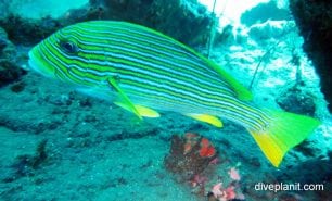 Sweetlips ribbon sweetlips plectorhinchus polytaenia bal
