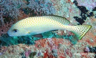 Sweetlips spotted sweetlips plectorhinchus chaetodonoides hon