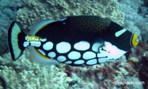 Triggerfish clown triggerfish balistoides conspicillum upi