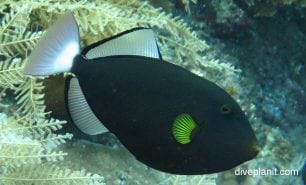 Triggerfish pinktail triggerfish melichthys vidua bal