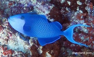 Triggerfish redtooth triggerfish odonus niger thl