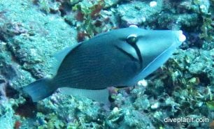 Triggerfish scythe triggerfish sufflammen bursa bal