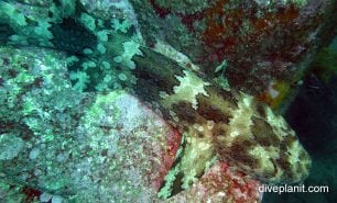 Wobbegong banded wobbegong electolobus halei nsw