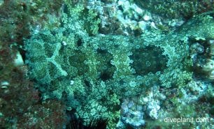 Wobbegong ornate wobbegong electolobus ornatus nsw