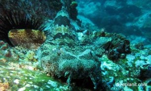 Wobbegong ornate wobbegong electolobus ornatus nsw
