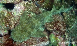 Wobbegong spotted wobbegong electolobus maculatus nsw