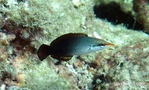 Wrasse bird nose wrasse gomphosus varius gbr female