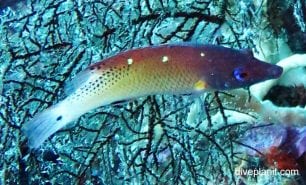 Wrasse dianas hogfish bodianus diana thl