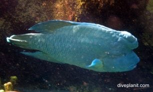 Wrasse humphead wrasse cheilinus undulatus aqu
