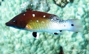 Wrasse redfin hogfish bodianus dictynna van