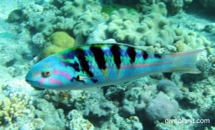 Wrasse six bar wrasse thalassoma hardwicke gbr
