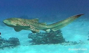 Zebra shark zebra shark stegostoma fasciatum lei