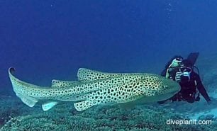Zebra shark zebra shark stegostoma fasciatum lei