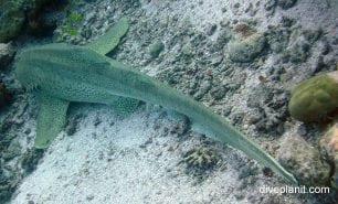 Zebra shark zebra shark stegostoma fasciatum pal