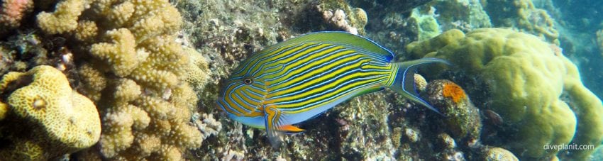 Blue lined surgeonfish at house reef diving hideaway island resort r banner
