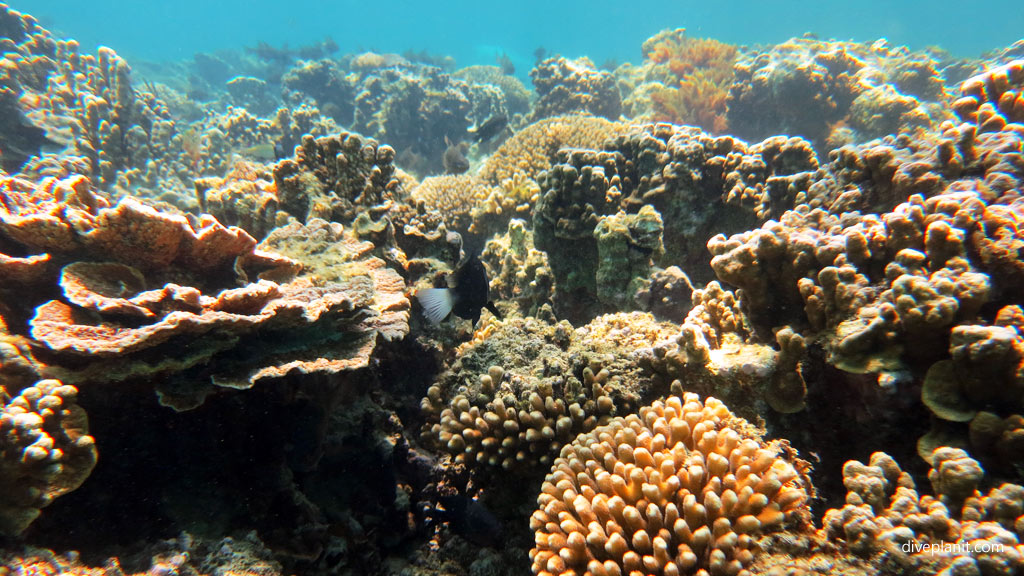 Variety of corals at Comets Hole diving inside The Lagoon at Lord Howe Island