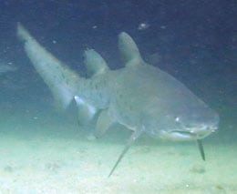 Grey nurse shark approaching at magic point diving around sydney feature