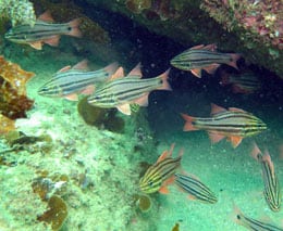 Sydney cardinalfish at fairy bower diving sydney harbour feature