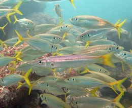 Spot the interloping longfin pike in the yellow tailed scad at shelly beach diving manly feature