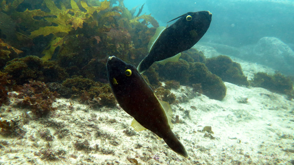 Sy Beach Dive Site Manly Sydney Nsw Sy Beach Dive Site Manly Sydney Nsw S How To