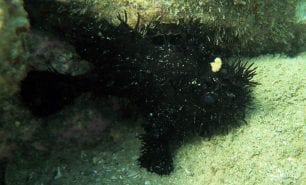 Anglerfish striate anglerfish antennarius striatus syd