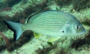 Bream silver bream acanthpagrus australis syd