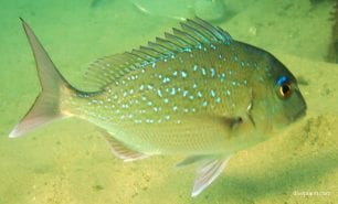 Bream snapper juvenile chrysophrys auratus syd