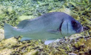 Bream snapper chrysophrys auratus lei