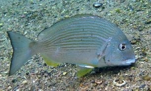Bream tarwhine rhabdosargus sarba syd