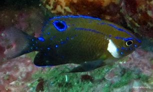 Damsel white ear damsel juvenile parma microlepis syd