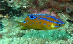 Damsel white ear damsel juvenile parma microlepis syd