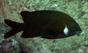 Damsel white ear damsel parma microlepis syd