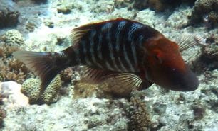 Emperor red throat emperor lethrinus miniatus her