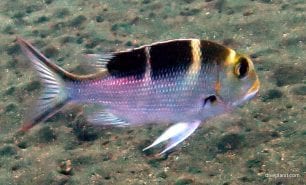 Emperor redfin emperor monotaxis heterodon bal