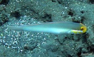 Goby bluestreak goby pair valenciennea strigata bal