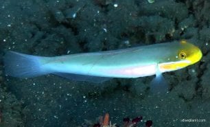 Goby bluestreak goby valenciennea strigata bal