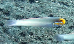 Goby bluestreak goby valenciennea strigata bal