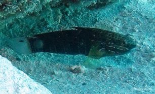Goby dusky barred goby amblygobius phalaena gbr