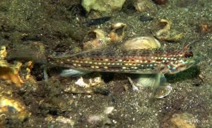 Goby hoeses sand goby istigobius hoesei syd