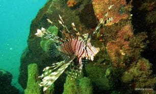 Lionfish common lionfish pterois volitans hon