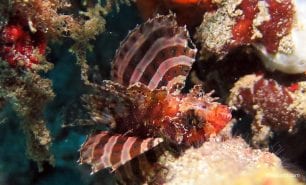 Lionfish fuzzy dwarf lionfish dendrochirus brachypterus thl