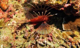 Lionfish spot fin lionfish pterois antennata ci