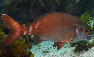 Morwong red morwong cheilodactylus fuscus syd