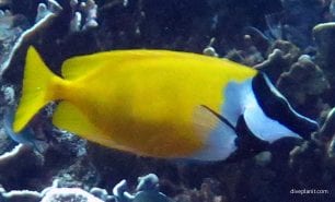 Rabbitfish foxface rabbitfish siganus vulpinus gil
