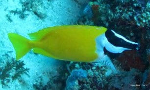 Rabbitfish foxface rabbitfish siganus vulpinus gil