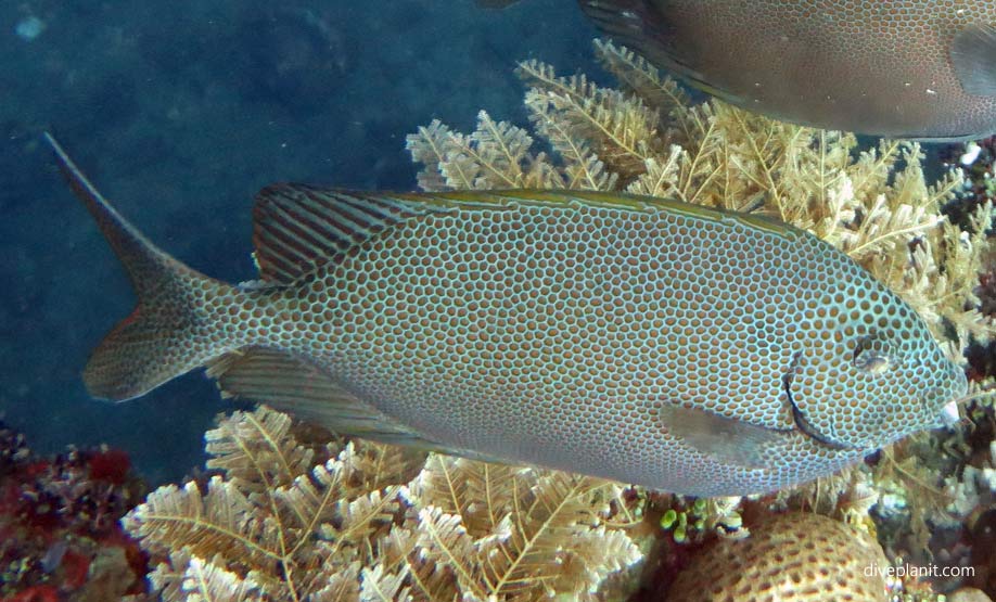 Honeycomb Rabbitfish (Siganus stellatus) BAL