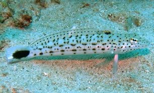 Sandperch black tail grubfish parapercis hexophthalma gil