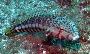 Sandperch pink banded grubfish parapercis nebulosa syd