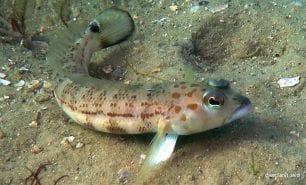 Sandperch pink banded grubfish parapercis nebulosa syd