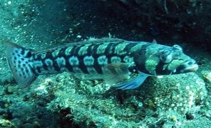 Sandperch reticulated sandperch parapercis tetracanthus bal